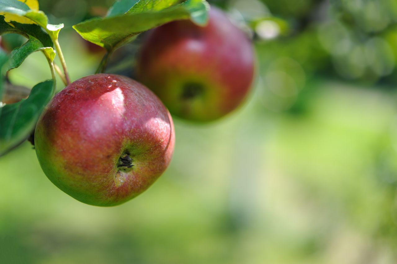 Photo by AS Photography: https://www.pexels.com/photo/close-up-photo-of-apple-4117425/